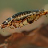 Potapnik vroubeny - Dytiscus marginalis - Great Diving Beetle 5015